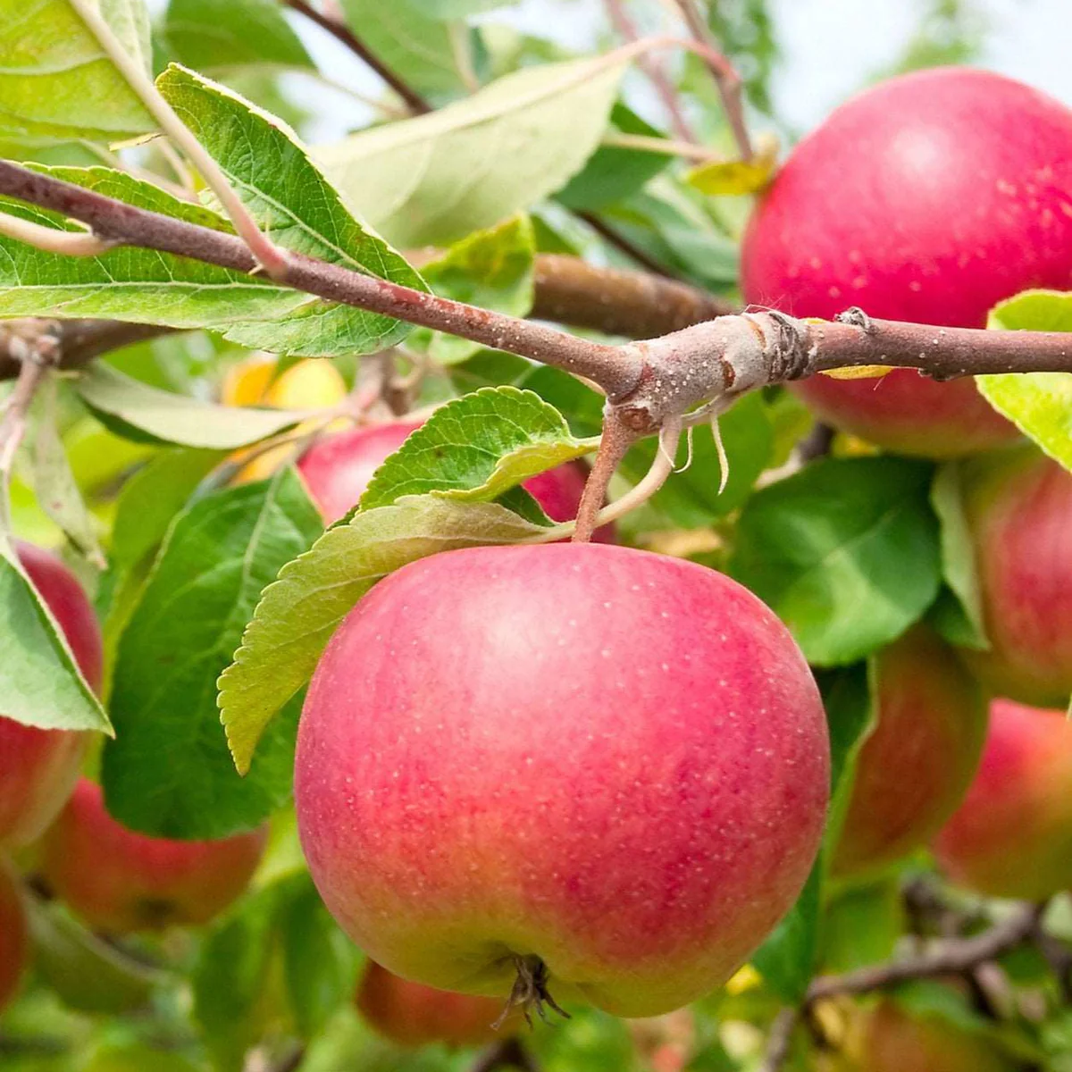 RAINTREE NURSERY -RAINTREE NURSERY shutterstock 73154578