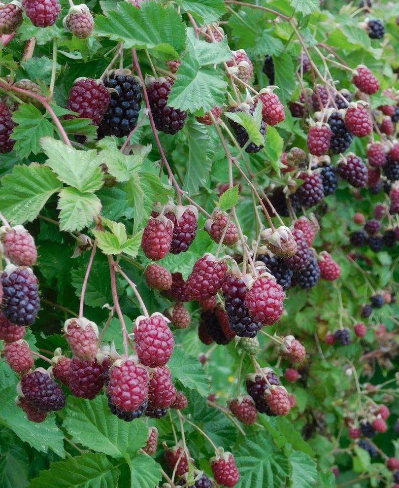 Marionberry 1 Marionberry
