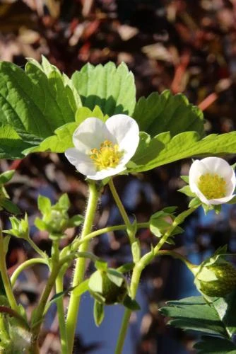 Male Musk Strawberry 1 Male Musk Strawberry