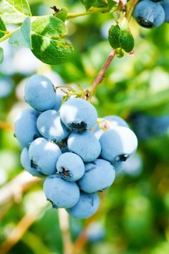 Alpha Toro Blueberry 1 Alpha Toro Blueberry