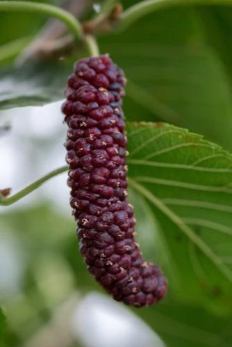 Pakistan Fruiting Mulberry 1 Pakistan Fruiting Mulberry