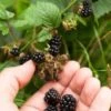 Wild Treasure Thornless Trailing Blackberry