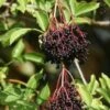 Ranch Elderberry
