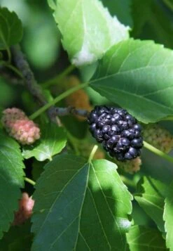 Wellington Mulberry