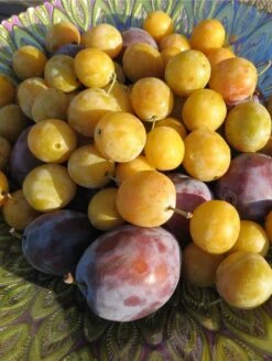 New Products -RAINTREE NURSERY shutterstock 1427325371