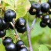 Blackdown Black Currant