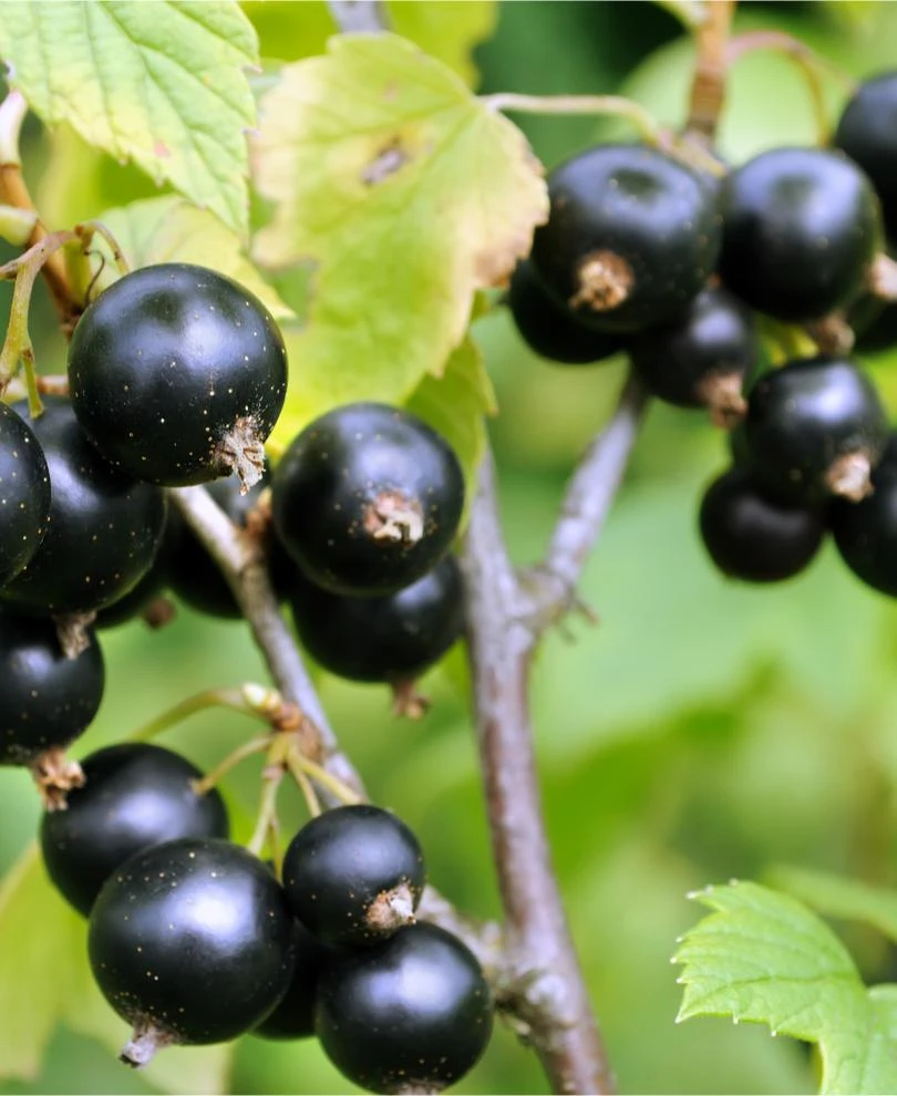 Blackdown Black Currant 1 Blackdown Black Currant