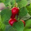 Nanking Cherry