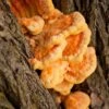 Chicken Of The Woods Mushroom Dowels (100)