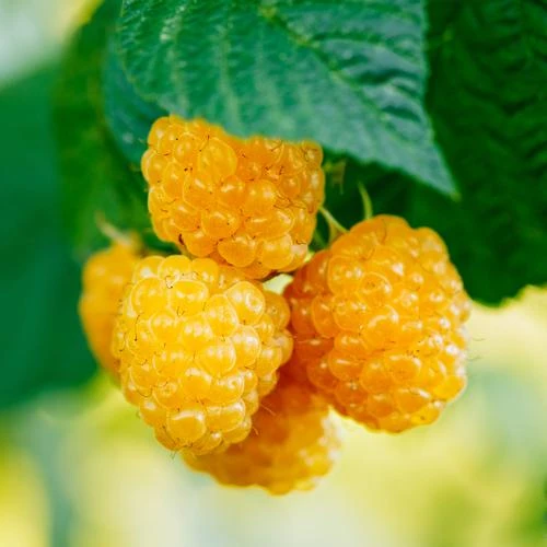 Anne Golden Raspberry 1 Anne Golden Raspberry