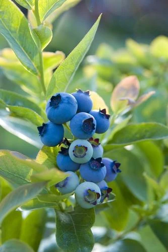 Blueray Blueberry 1 Blueray Blueberry
