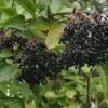 Superior Black Elderberry Bundle (Twin Pack)