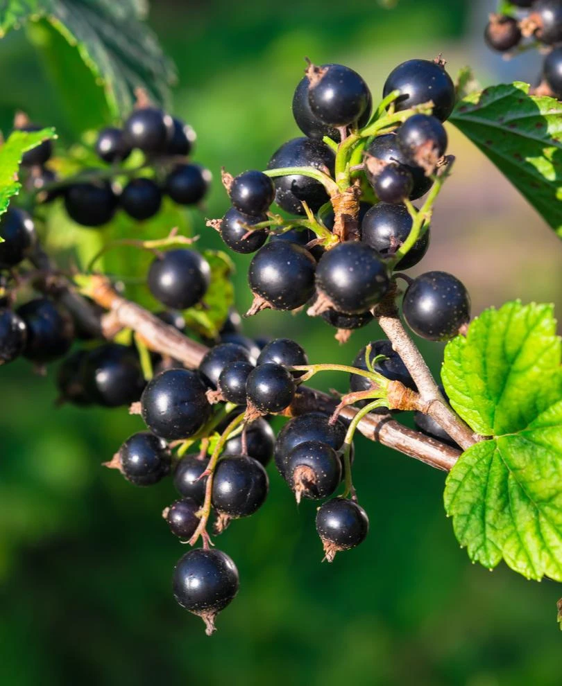 Boskoop Giant Black Currant 1 Boskoop Giant Black Currant
