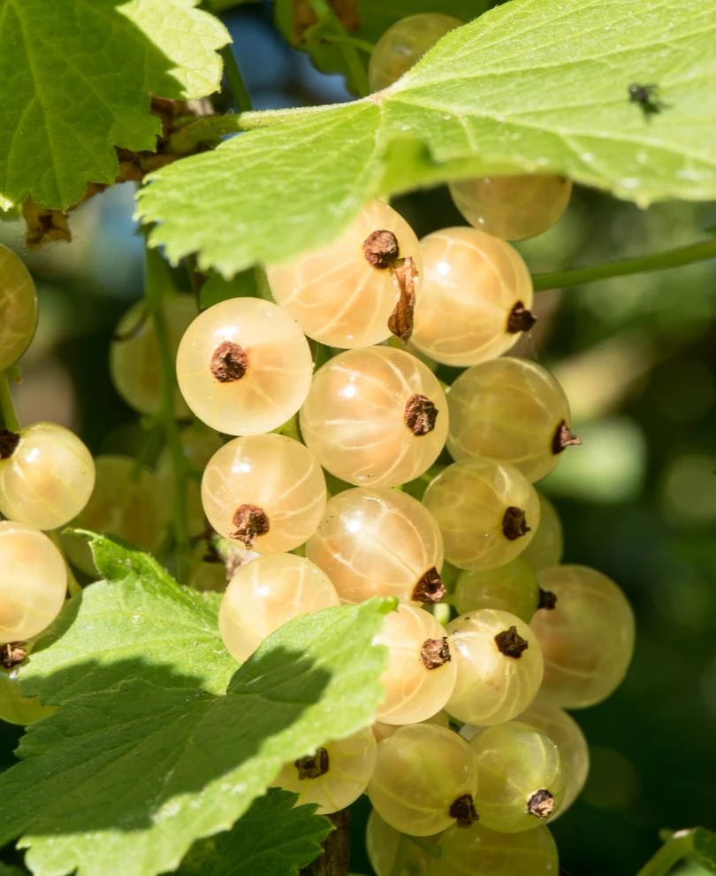Primus White Currant 1 Primus White Currant