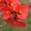 Super Fusion Flowering Quince