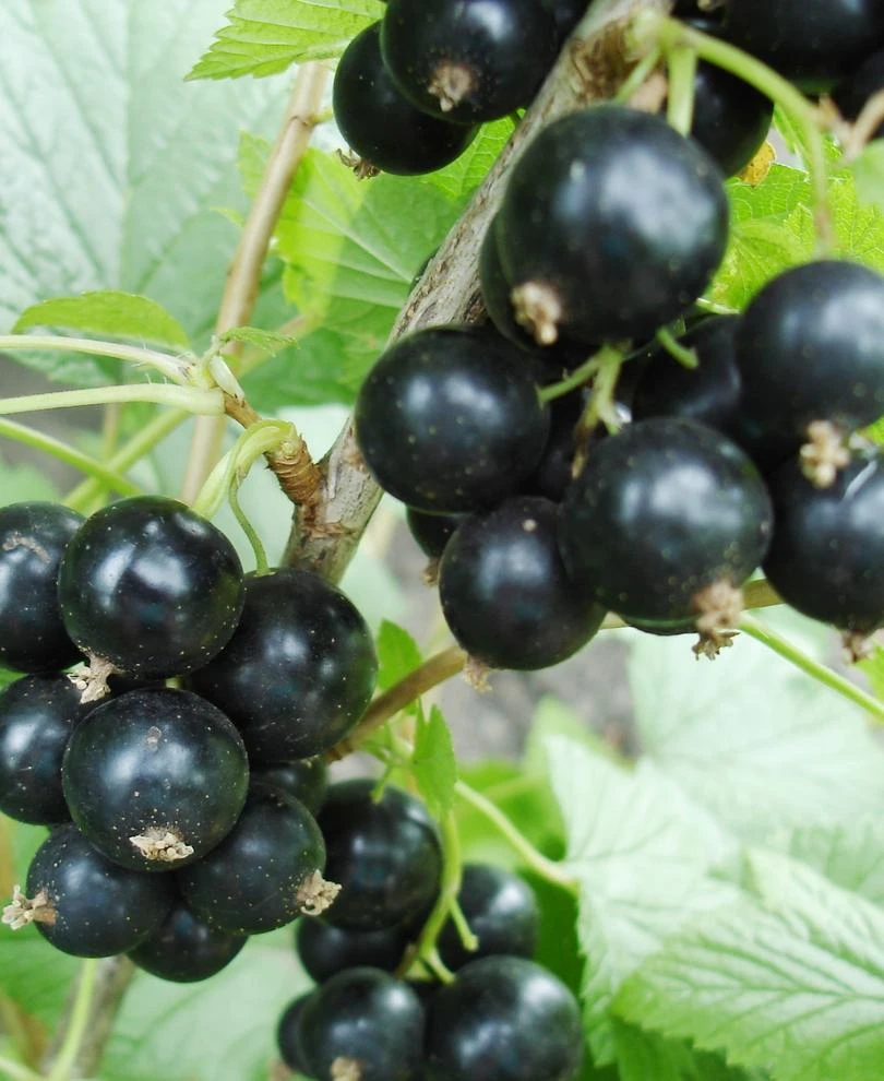 Hilltop Baldwin Black Currant 1 Hilltop Baldwin Black Currant