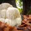 Lion's Mane Mushroom 100 Dowels