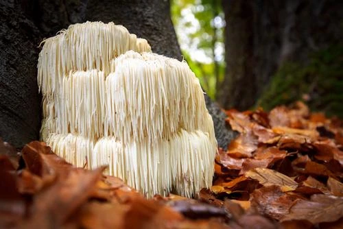 Lion's Mane Mushroom 100 Dowels 1 Lion's Mane Mushroom 100 Dowels