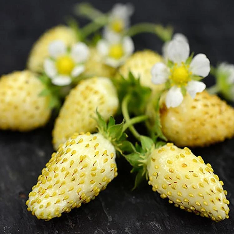Yellow Alpine Strawberry 1 Yellow Alpine Strawberry