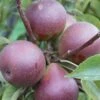 Seckel European Pear