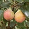 Summer Blood Birne European Pear