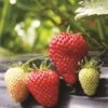 Albion Strawberry Bundle (3 Packs)