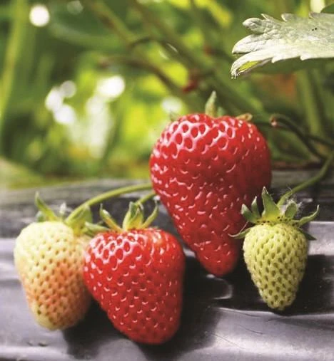 Albion Strawberry Bundle (3 Packs) 1 Albion Strawberry Bundle (3 Packs)