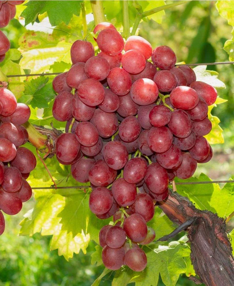 Vanessa Seedless Grape 1 Vanessa Seedless Grape
