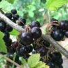 Willoughby Black Currant